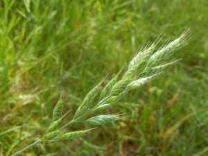 Soft Brome grass