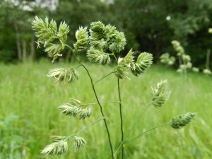 Cocksfoot grass