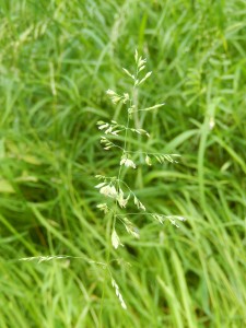 Rough Meadowgrass