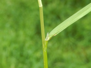 Rough Meadowgrass