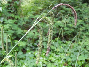 Pendulous Sedge