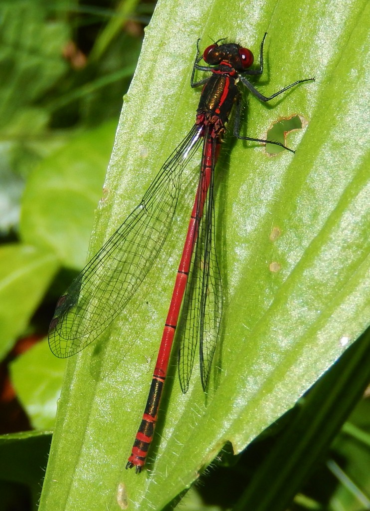 Large Red Damselfly