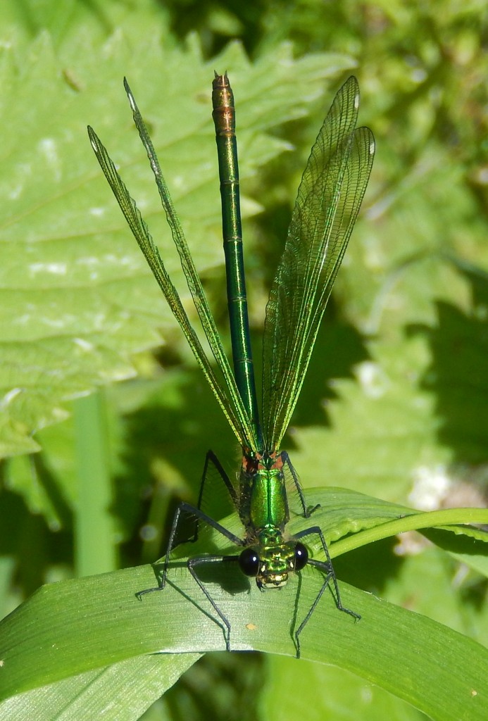Banded Demoiselle Female with Half-Open Wings