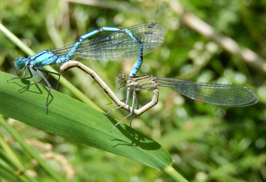 Common Blue damselfly pair in cop