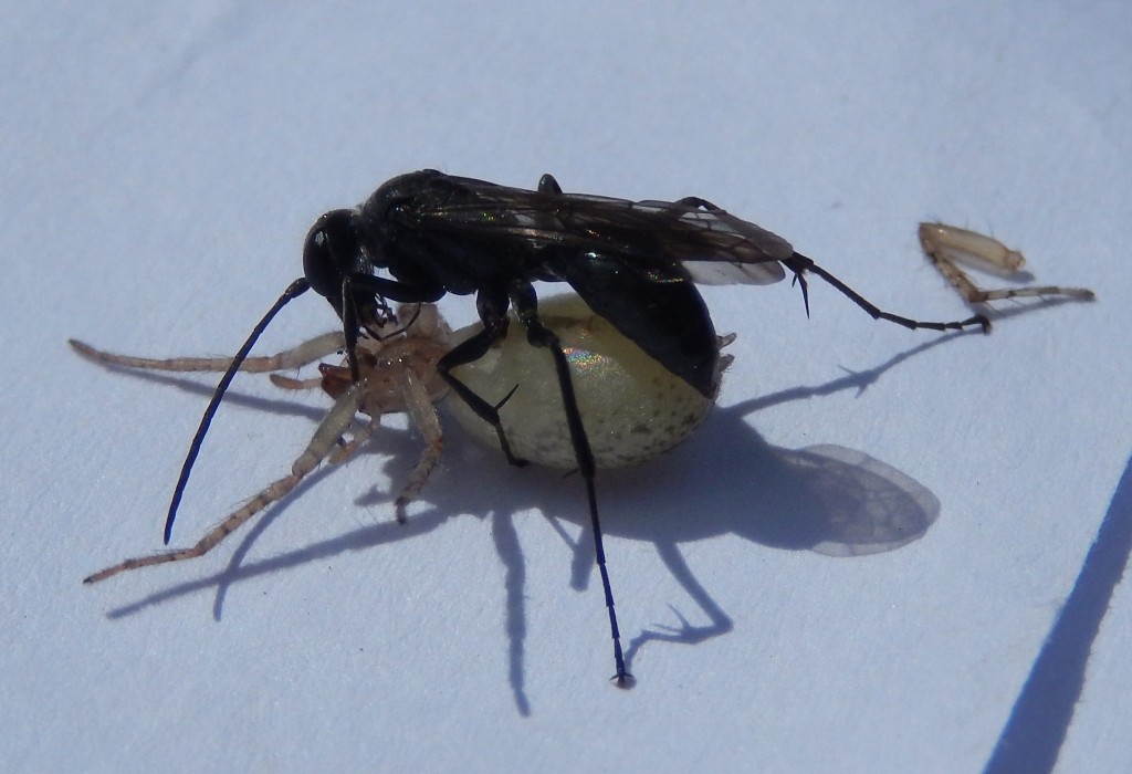A Pompilid Spider-Hunting Wasp with prey ... on a sheet of paper in the hut
