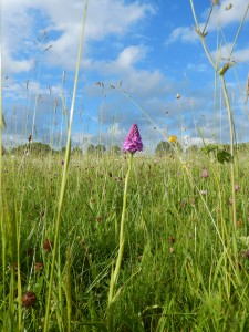 Pyramidal Orchid in Flowery Meadow