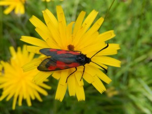 Transparent Burnet Moth