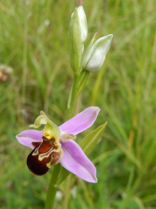 Bee Orchid