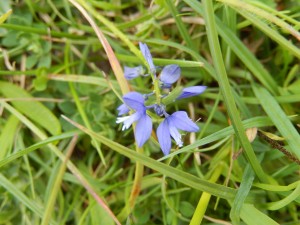 Milkwort, once a common plant in (cow) meadows