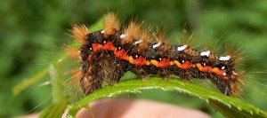 Knot Grass caterpillar on bramble