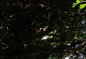 Large hoverfly in dark woodland space