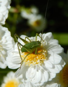 Young Bush Cricket