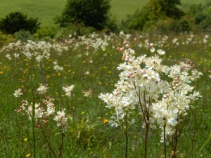 Drifts of scented Meadowsweet...