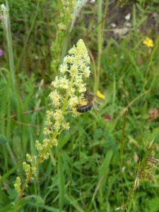 Bee with a good load of pollen on Wild Mignonette