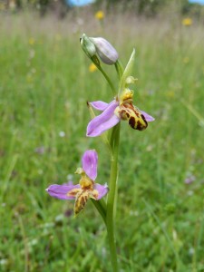 Wasp Orchid, Orchis apifera var trollii