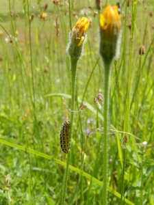 Caterpillar of Six-Spot Burnet moth