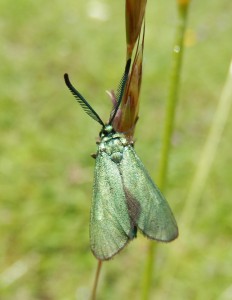 Cistus Forester moth, Adscita geryon, flies over chalk in full sunshine. Its caterpillar feeds on the rockrose