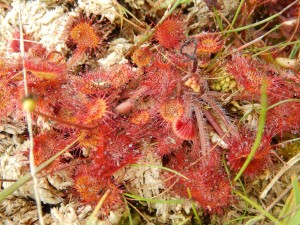 Round-Leaved Sundew, Drosera rotundifolia, and Sphagnum bog moss