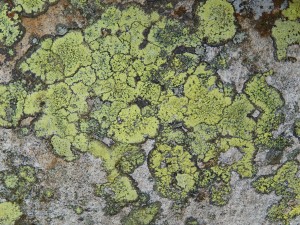 Map Lichen Rhizocarpon geographicum