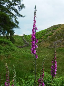 Foxglove in a Lake District landscape,Tarn Hows