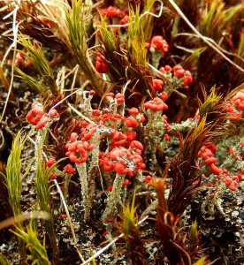 Cladonia floerkana lichen among moss, Tarn Hows