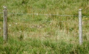 Two Common Sandpipers at Wrynose Pass