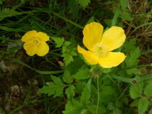 Welsh Poppies in Wasdale