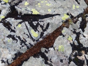 Natural Pattern: a rock with mosses and Map Lichen on Yewbarrow