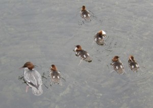 Goosander female with six spotted ducklings, River Rother, Grasmere