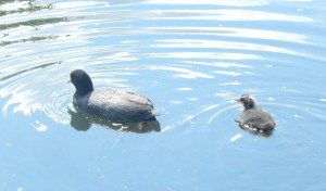 Coot with Cootling