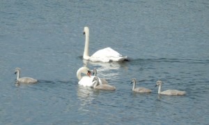 Mute Swans with Cygnets