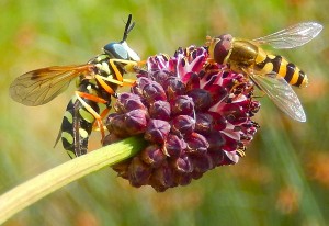 Two different Hoverflies on Burnet