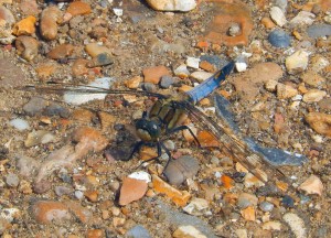 Black-Tailed Skimmer