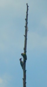 Parent and juvenile Green Woodpecker