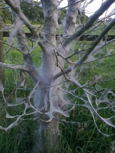 Ghostly tree covered in caterpillar tent silk, dotted with telltale frass