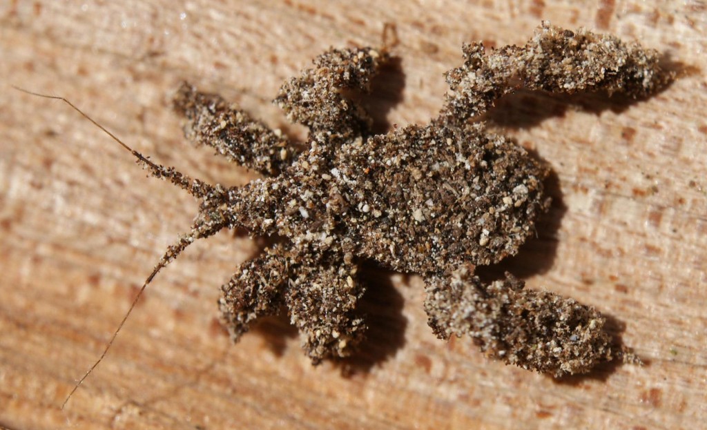Masked Hunter Bug, camouflaged with sand grains