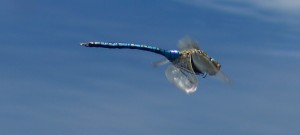 Emperor Dragonfly patrolling its pond at waist height