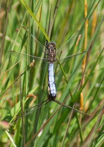 Four Wings Good, Eight Wings Better - Keeled Skimmers in cop