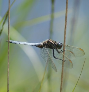 Male Keeled Skimmer on the Lookout