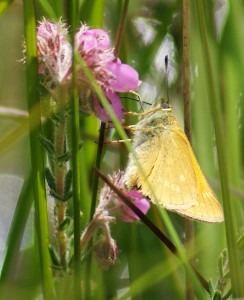 Large Skipper on Cross-Leaved Heath