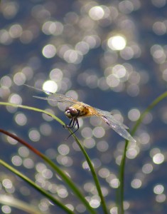A Four-Spotted Chaser, pausing momentarily over a sparkling pool