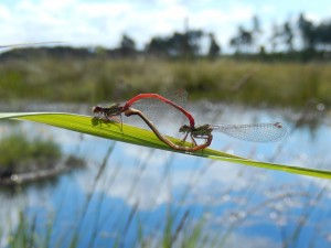 Small Red Damselflies in cop over a bog pool at Thursley