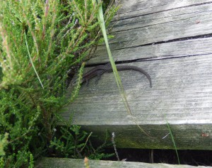 Lizard on the boardwalk