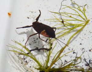 Water Scorpion