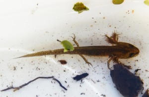 Tiny newt in metamorphosis, with four legs and gills