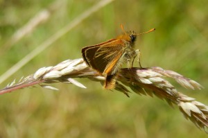 Small Skipper - the Essex Skipper has more black on the tips of its antennae