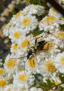Strangalia maculata, a longhorn beetle