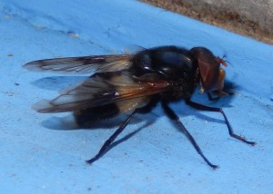 Large woodland hoverfly