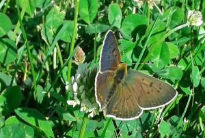 Sooty Copper Lycaena tityrus on White Clover