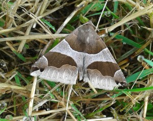 Passenger moth Dysgonia algira